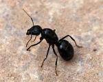 dried black ant